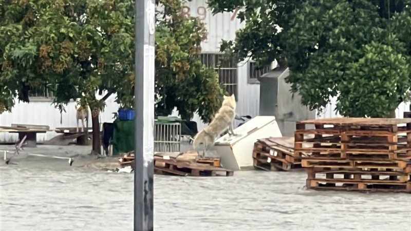 台東太麻里鄉金崙溪因連日豪雨暴漲,3日清晨右岸(南側)一處土堤遭洪水沖破,水勢直衝阡仔崙橋旁的休閒農莊民宿,所幸農莊人員已提前撤離,未造成傷亡,但圖中可見犬隻遭水圍困。(民眾提供)中央社記者李先鳳傳真 114年8月3日