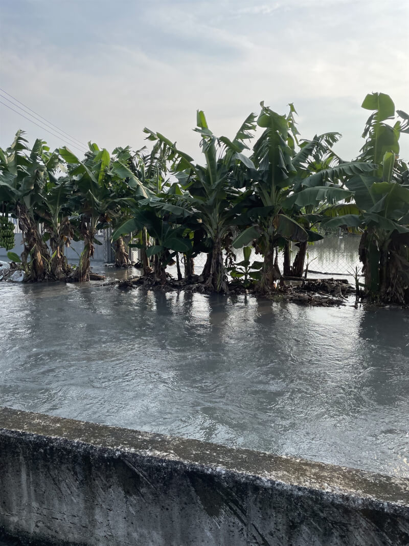 圖為彰化地區連日大雨,社頭鄉芭樂園受損嚴重。(社頭鄉農會提供)中央社記者吳哲豪傳真 114年8月4日