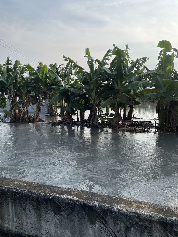 彰化地區連日大雨，社頭鄉芭樂園受損嚴重，農民才剛抽出積水，沒多久又由於大雨淹水。（社頭鄉農會提供）中央社記者吳哲豪傳真　114年8月4日