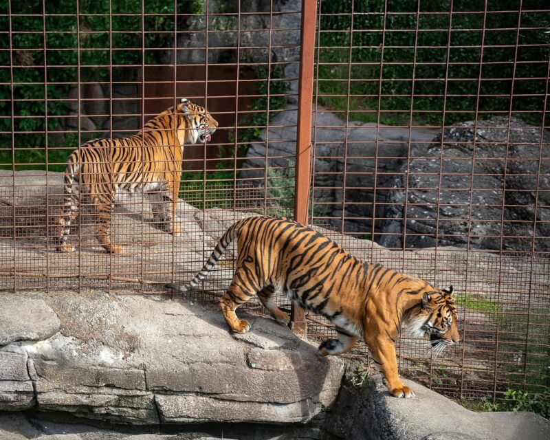 圖為丹麥阿爾堡動物園的老虎。(圖取自instagram.com/aalborgzoo)