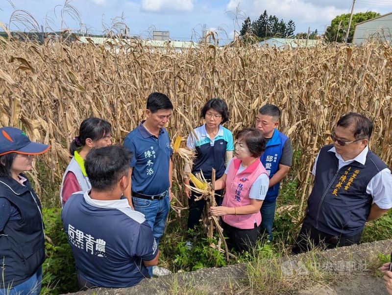 台中市連日大雨重創后里區硬質玉米、南瓜及文心蘭等作物,國民黨立委楊瓊瓔(前右2)6日邀集有關單位現勘災損。中央社記者蘇木春攝 114年8月6日