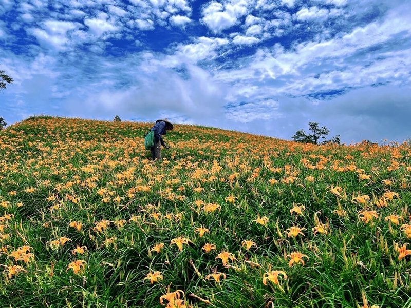 每年夏末初秋，花蓮六十石山金針花綻放，2025年金針花季將自8月9日至10月12日展開，花季期間上下山道路將分流管制。（富里鄉公所提供）中央社記者李先鳳傳真  114年8月6日