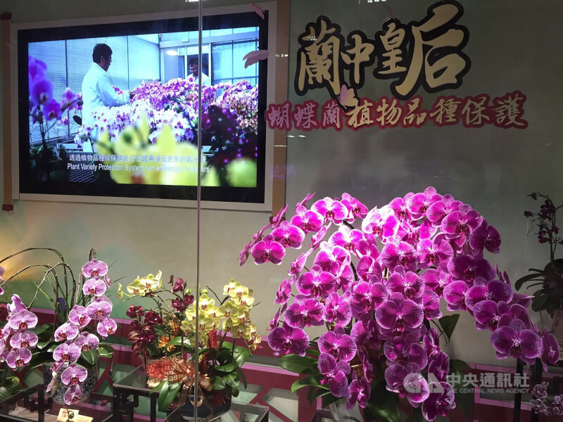 圖為蝴蝶蘭。(中央社檔案照片)