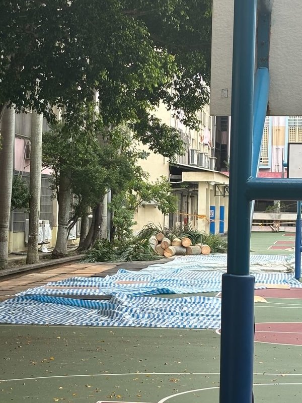 有退休老師質疑台北市金華國中因為校園籃球場要增設綠能照明,將移除具歷史文化價值的校樹,向市府提報為受保護樹木,目前工程暫停,待10日美軍空照圖調閱出爐。(護樹民眾提供)中央社記者楊淑閔傳真 114年8月6日