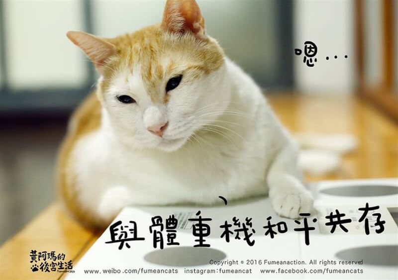 行銷公司侵權網紅「黃阿瑪的後宮生活」扭蛋公仔，判賠逾新台幣63萬元確定。（圖取自facebook.com/fumeancats）