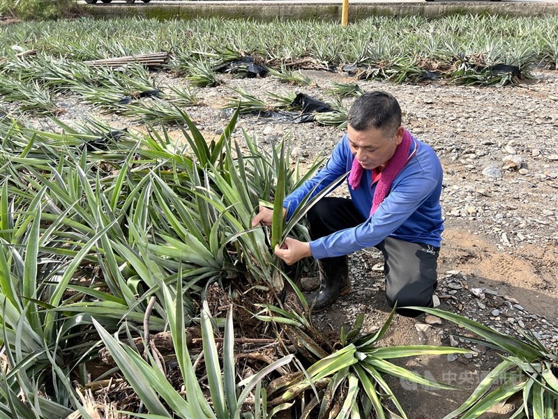 圖為屏東縣高樹鄉一處鳳梨果園泡水,5日大水褪去後植株中心夾雜爛泥。(中央社檔案照片)