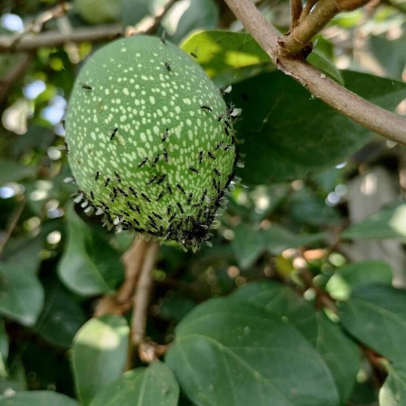 台灣生產特有的愛玉，最大功臣就是比螞蟻還小的榕小蜂，也稱為愛玉小蜂，愛玉小蜂有特殊的技能，能鑽進無花果，在果肉裡產卵。（農村水保署台北分署提供）中央社記者汪淑芬傳真    114年8月9日