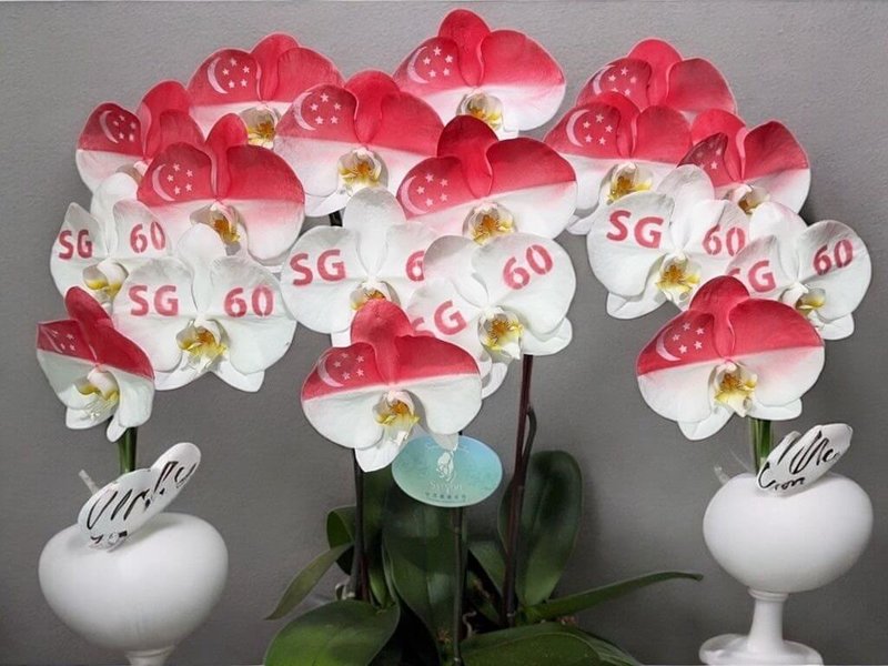 為祝賀新加坡60週年國慶，駐新加坡代表處致贈運用奈米科技打造印有新加坡國旗與「SG60」字樣的蘭花作為賀禮。（駐新加坡代表處提供）中央社實習記者吳秉勵新加坡傳真 114年8月9日