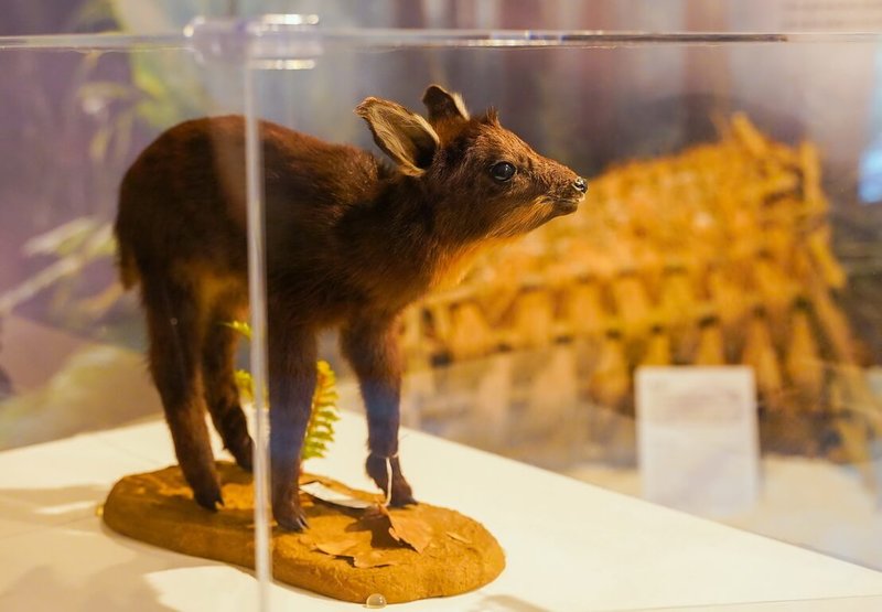 新北世界宗教博物館9日表示,生命教育特展與農業部生物多樣性研究所合作,展場融合真實標本與互動設計,營造森林氛圍,引導觀眾與標本「對話」,反思生死與共生關係。(世界宗教博物館提供)中央社記者黃旭昇新北傳真 114年8月9日