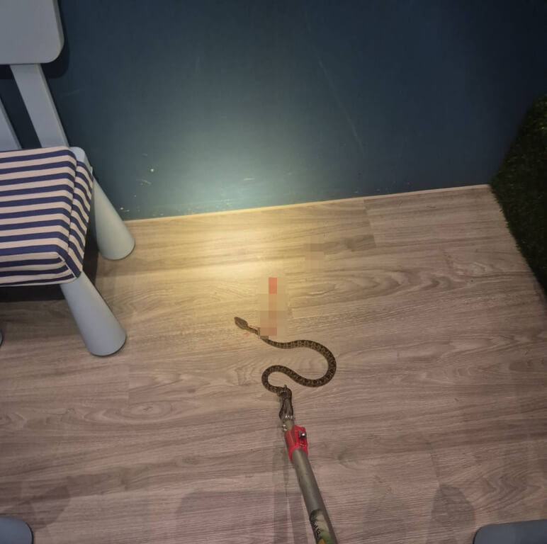基隆5歲男童10日在中正區的社區遊戲室遭毒蛇龜殼花咬傷，所幸及時送醫施打血清後已無大礙。（基隆市動物保護防疫所提供）中央社記者王朝鈺傳真　114年8月11日