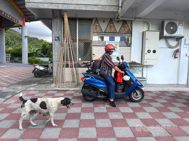 中央氣象署12日發布颱風楊柳陸上警報，為避免花蓮馬太鞍溪上游堰塞湖災害，光復鄉下午實施預防性撤離，大馬村香草場部落居民騎乘摩托車載著家當，準備前往收容所。中央社記者張祈攝  114年8月12日
