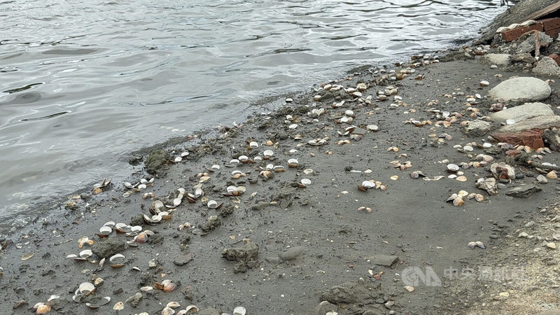 颱風丹娜絲過境再加上西南氣流影響，雲林縣連日降雨，口湖文蛤養殖區出現大量文蛤死亡，縣府12日啟動三方會勘，也呼籲農業部盡速啟動天然災害救助，協助養殖漁民度過難關。中央社記者姜宜菁攝  114年8月12日