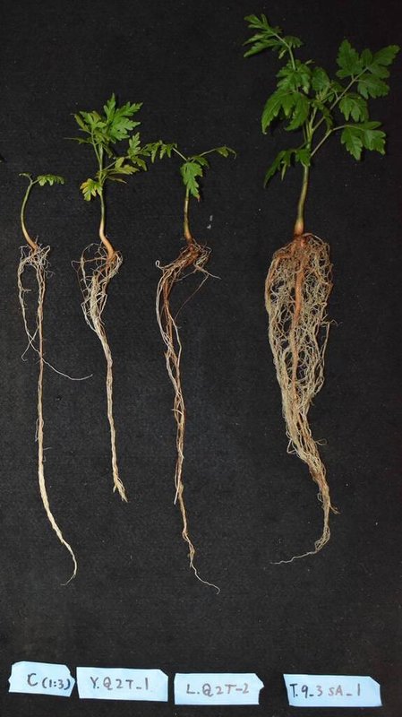 農業部林業試驗所近日成功從瓊崖海棠根部篩選出具備卓越耐鹽及促生能力的益生菌株，未來在台灣西海岸、西南沿海等過去造林不易的地區，可望透過這項技術，提升防風林營造成功率。（林試所提供）中央社記者汪淑芬傳真　114年8月12日