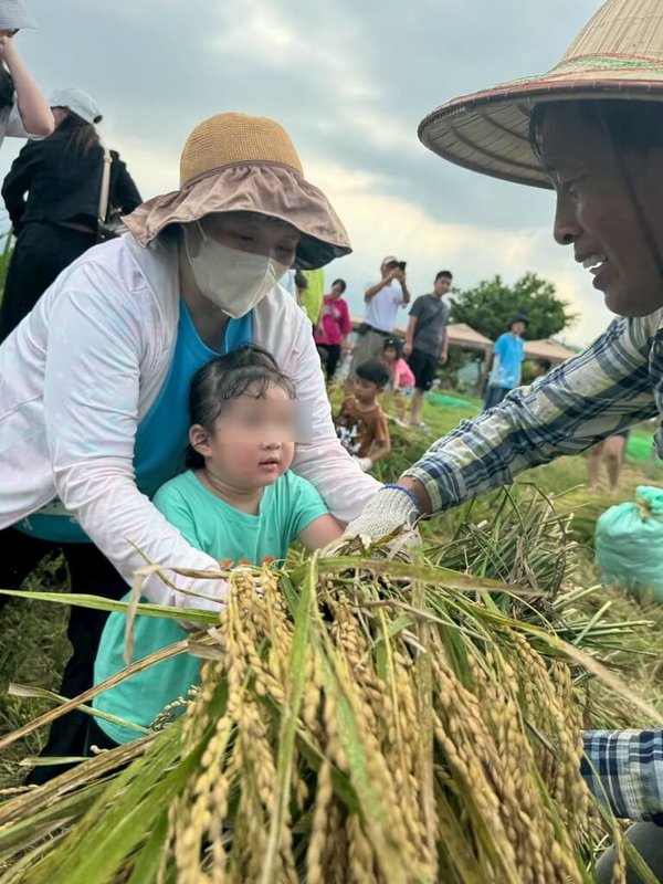 新北市金山區金美國小附設幼兒園日前舉辦「收割季」活動,由大人先下田體驗手工割稻,再讓孩子們接力將稻穗送至打穀機脫粒,親子共同體驗農事辛勞。(金美國小附幼提供)中央社記者黃旭昇新北市傳真 114年8月12日