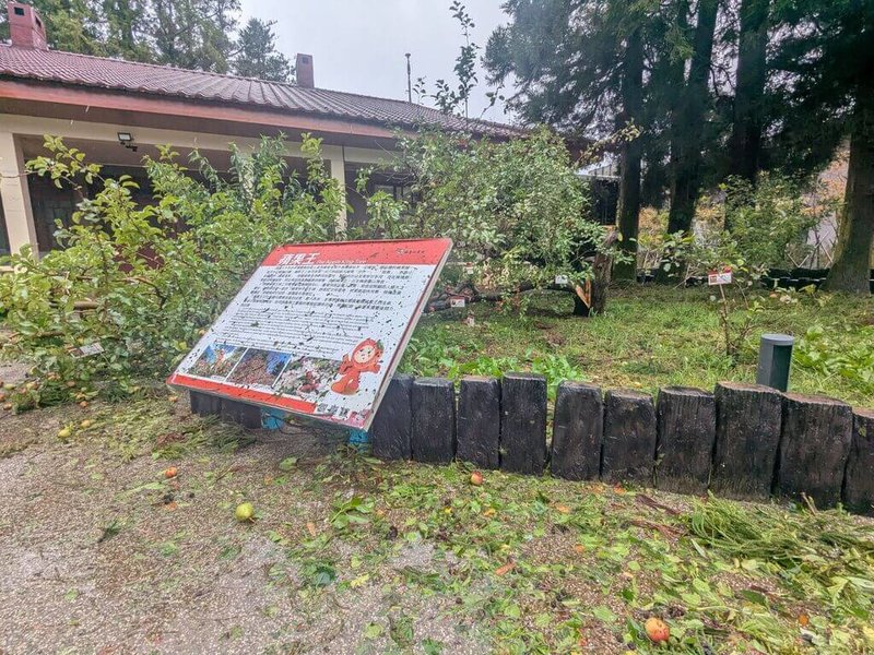 颱風楊柳襲台帶來強勁風勢，台中市和平區福壽山農場的鎮場之寶「蘋果王」，13日下午不敵強風吹襲，從主幹根部位置斷裂，技術人員評估已無法救治。（福壽山農場提供）中央社記者蘇木春傳真  114年8月13日