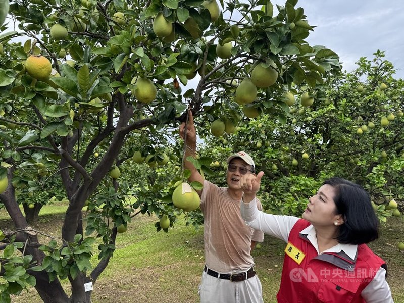 颱風楊柳逼近台灣,雲林縣斗六文旦再一週進入採收期,縣長張麗善(右)13日到產區了解防颱措施。中央社記者姜宜菁攝 114年8月13日