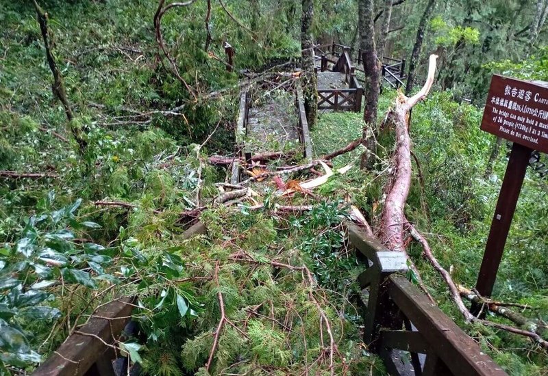 颱風楊柳襲台，嘉義山區13日出現間歇性大雨強風，阿里山國家森林遊樂區步道斷枝落葉及樹木傾倒受損嚴重，林業及自然保育署嘉義分署基於維護遊客安全，宣布14日將持續休園，開園時間將另行公告。（林業及自然保育署嘉義分署提供）中央社記者黃國芳傳真  114年8月13日