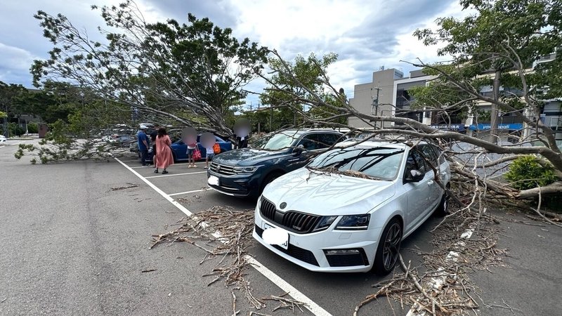 苗栗縣竹南鎮立游泳池停車場2棵大樹,13日疑因不堪強風吹襲傾倒,共有5輛汽車遭波及,有的鈑金凹陷、有的玻璃破裂、烤漆受損,所幸無人受傷。(民眾提供)中央社記者管瑞平傳真 114年8月13日