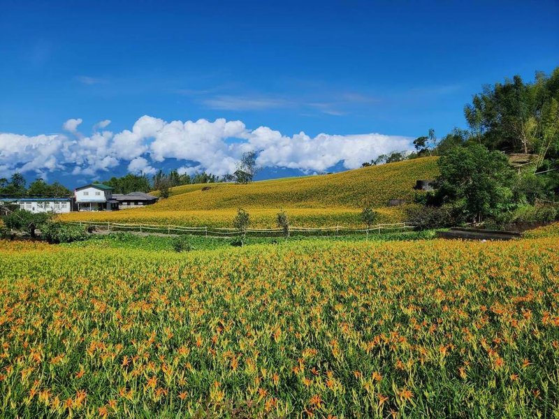 颱風楊柳過境後,花蓮玉里鎮赤科山的金針花海,經過雨水洗禮,開放更盛,山上花農歡迎民眾到訪欣賞。(民眾提供)中央社記者李先鳳傳真 114年8月14日