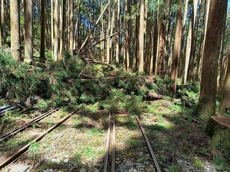 颱風楊柳遠離,阿里山林鐵無嚴重災情,14日已完成清理作業及路線巡檢,並進行列車試運轉。圖為颱風過後,阿里山段第二分道(64K+500)樹枝斷裂在鐵軌上。(林鐵及文資處提供)中央社記者蔡智明傳真 114年8月14日