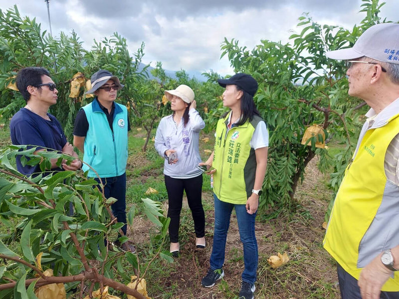 颱風楊柳過境後,台東農損嚴重,民進黨立委陳瑩團隊 及莊瑞雄團隊與農業部相關單位人員前往現勘,實地了解災損情況。(陳瑩服務處提供)中央社記者盧太城台東傳真 114年8月14日