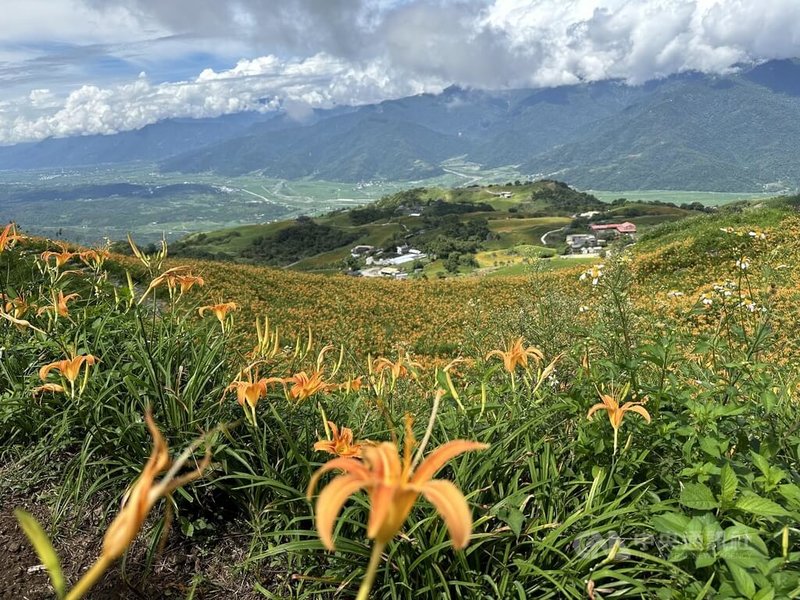颱風楊柳影響，花蓮富里鄉公所14日啟動六十石山金針花季緊急應變措施，針對交通動線及安全維護臨時調整，提醒駕駛人遵循指揮，並注意警示標誌。圖為六十石山金針花海。中央社記者李先鳳攝　114年8月14日