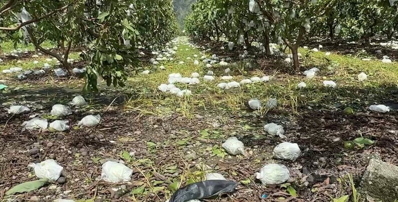 颱風楊柳快閃台灣,強勁風勢重創台東農業,果樹類倒伏與落果嚴重,即將迎來採收期的芭樂,被吹落一地。中央社記者盧太城台東攝 114年8月14日