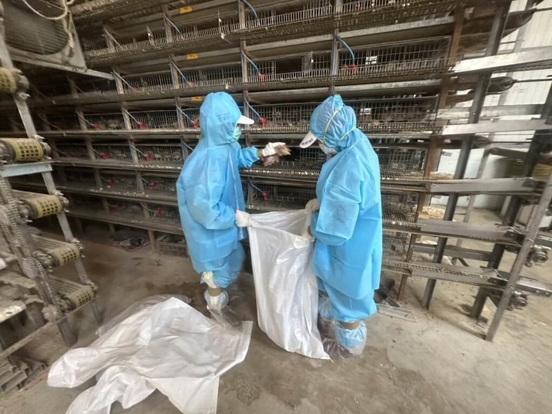 彰化縣動物防疫所表示，福興鄉一處鵪鶉場內日前出現異常死亡情況，防疫人員採樣送驗，確診感染新型H5N1亞型高病原性禽流感病毒，15日撲殺6萬9177隻，也針對鵪鶉場進行全面消毒。（彰縣府提供）中央社記者吳哲豪傳真　114年8月15日