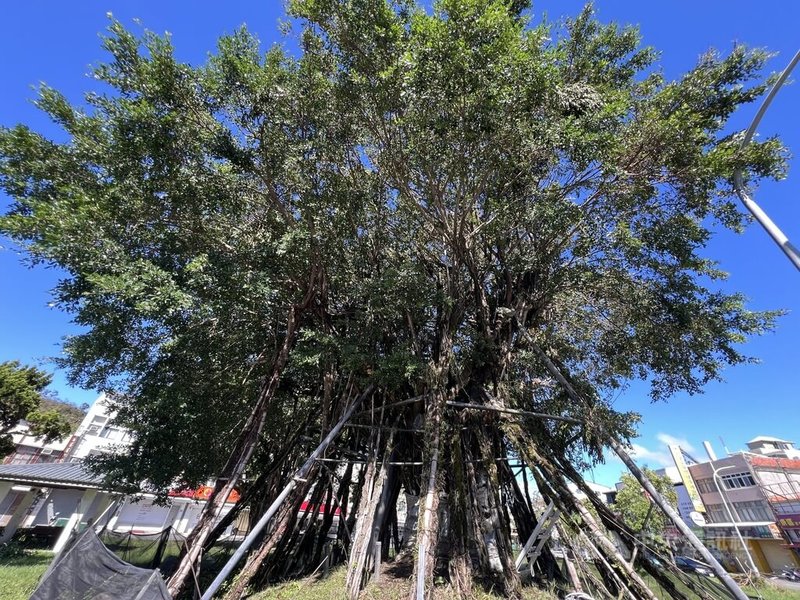 台東市三角公園「空中樹」挺過颱風楊柳襲擊，吸引民眾在社群網站按讚，5年來遇3次颱風依然屹立不搖。樹木專家評估，它生命力已達98%，115年底颱風季節過後可分階段拆支架。中央社記者盧太城台東攝 114年8月15日