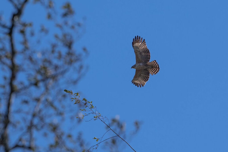 內政部國家公園署玉山國家公園管理處多年投入熊鷹研究，出版「雲端上的白鷹－熊鷹」一書，近期榮獲國史館台灣文獻館「114年度獎勵出版文獻書刊－推廣性文獻書刊」佳作獎。（玉管處提供）中央社記者鄭維真傳真 114年8月17日