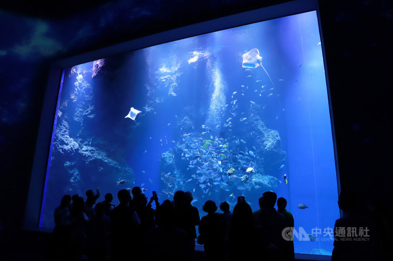 台中海洋館8月21日至9月25日試營運,期間門票採8折優惠。圖為黑潮之海展區,透過大型大洋缸可欣賞海洋上中下層魚類。中央社記者蘇木春攝 114年8月18日