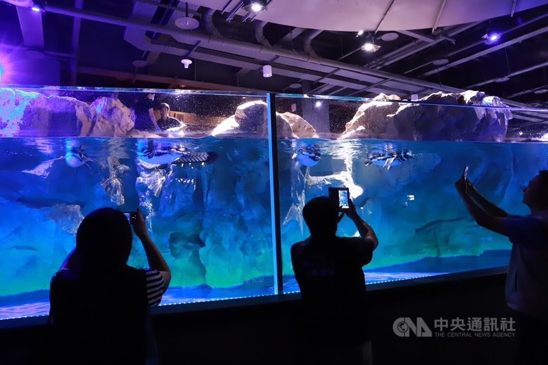 台中海洋館將於21日展開試營運,其中半開放式的企鵝展示區,讓遊客可360度近距離觀看麥哲倫企鵝水中游泳及陸地散步樣貌。中央社記者蘇木春攝 114年8月18日