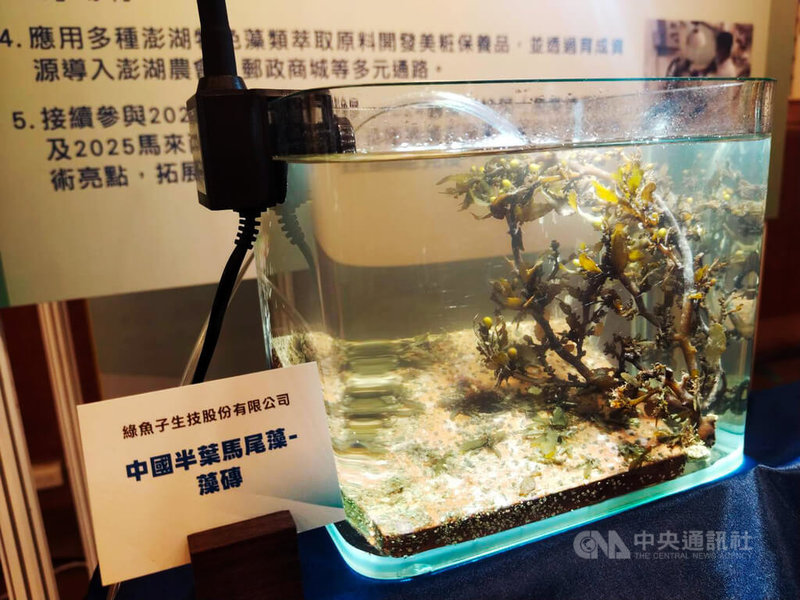 農業部19日下午舉辦「114年度農業創新育成中心畢業成果發表暨交流會」,綠魚子生技公司經由水產試驗所協助,篩選有利於海洋生態又具高活性效能的澎湖原生種巨藻「中國半葉馬尾藻」作為繁殖標的,開發各項肌膚保養品。中央社記者汪淑芬攝 114年8月19日