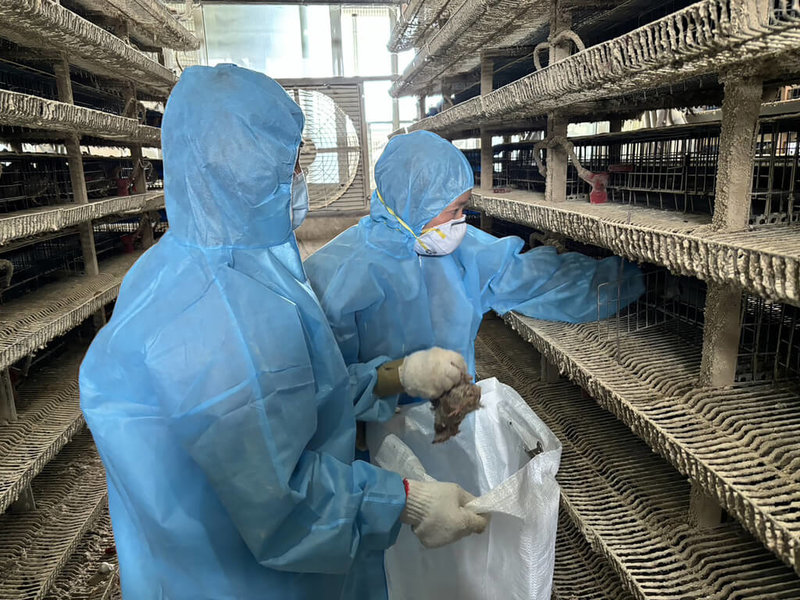彰化縣鹿港鎮一處鵪鶉場通報異常死亡情形,經採樣送驗,19日確診感染新型H5N1亞型高病原性禽流感病毒,20日完成撲殺清場及消毒。(彰化縣政府提供)中央社記者鄭維真傳真 114年8月20日