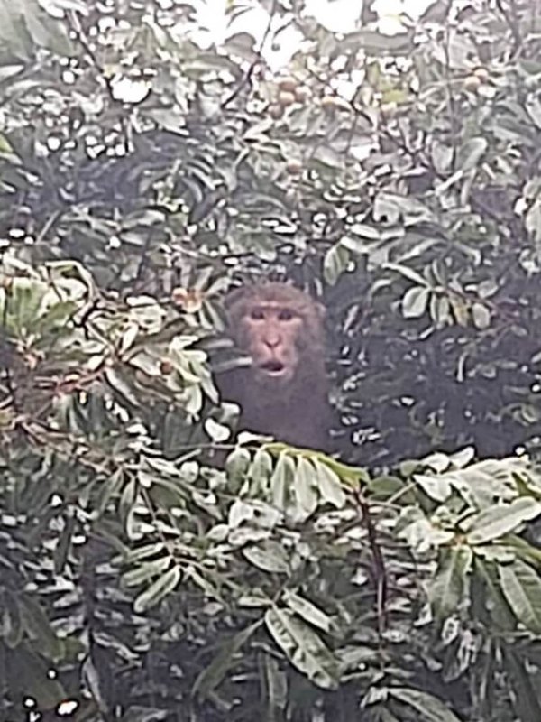 台北市動物保護處表示,民眾發現有野生獼猴現蹤北投市場,偷走攤販賣的水果,以足跡追蹤多月,8月初在關渡成功捕獲,涉案獼猴先暫時收容,等評估後再野放。(動保處提供)中央社記者劉建邦傳真 114年8月20日