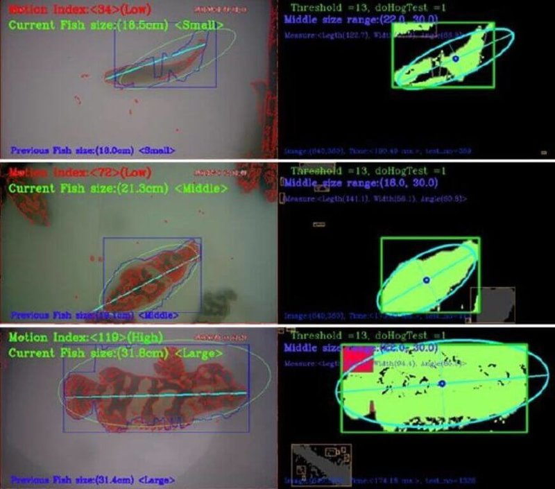 農業部推動智慧農業,已有上百項研發成果,其中水中養殖生物AI辨識,能準確測量魚體長度,避免傳統量測造成魚體損傷問題。(農業部提供)中央社記者汪淑芬傳真 114年8月21日