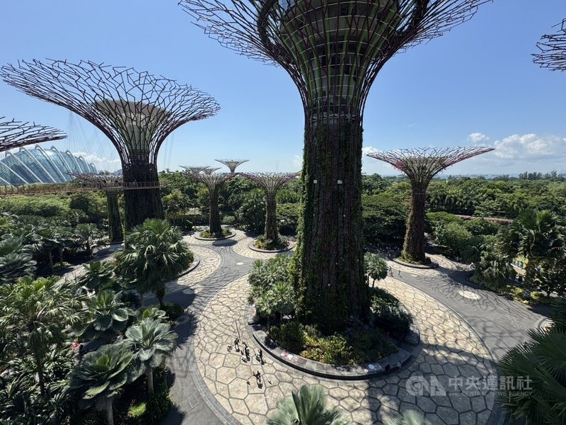 新加坡濱海灣花園的擎天樹(Supertrees)是知名景點。中央社實習記者吳秉勵新加坡攝 114年8月22日
