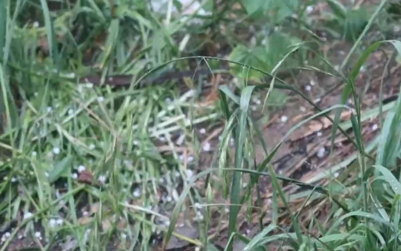 台中市和平區23日下午3時許突然下大雷雨，梨山松茂地區雨勢中還夾雜冰雹，綠色草叢間有不少白色冰粒。（讀者提供）中央社記者趙麗妍傳真  114年8月23日