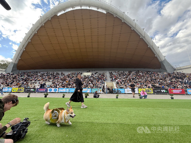 「柯基犬賽跑」在立陶宛最大公園Vingis舉行,吸引上千名觀眾與飼主參與。圖為創意裝扮比賽環節,參賽毛孩化身「狗狗幣」。中央社記者游堯茹維爾紐斯攝 114年8月24日