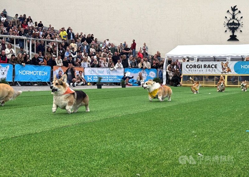 立陶宛首都維爾紐斯年度盛事「柯基犬賽跑」24日熱鬧登場,百隻毛孩參加50米衝刺比賽,小短腿飛奔模樣萌翻全場。中央社記者游堯茹維爾紐斯攝 114年8月24日