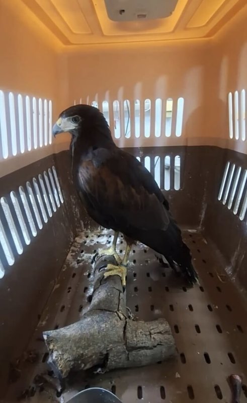 彰化縣動物防疫所日前公告有民眾撿到一隻疑人為飼養走失的栗翅鷹，動防所26日表示，栗翅鷹是少數可在家飼養的老鷹，如失主未領回，9月1日將開放民眾領養。（彰化縣動物防疫所提供）中央社記者吳哲豪傳真  114年8月26日