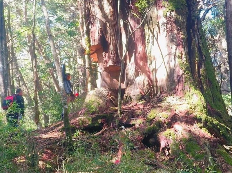 越南籍阮姓移工與同鄉組成盜伐集團,多次深入仁愛鄉國有林班地盜伐紅檜、台灣肖楠等貴重木,再透過吳姓男子等人銷贓,遭盜林木價值新台幣2500萬元,全案由南投地方檢察署提起公訴。圖為遭盜伐林木。(檢警提供)中央社記者蕭博陽南投縣傳真 114年8月27日