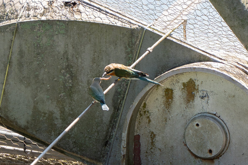 台北市立動物園內的栗喉蜂虎自然繁殖成功，雖然小鳥們離巢後就不會再回巢洞棲息，不過有時還是會被爸媽餵食。（台北市立動物園提供）中央社記者楊淑閔傳真　114年8月27日