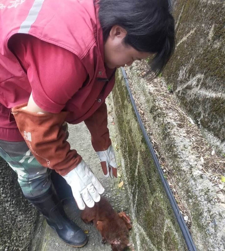 新北市三芝區青山路旁排水溝日前發現一隻赤褐色、外型酷似松鼠動物,十分虛弱待援;動保員獲報到場後確認為大赤鼯鼠倒臥排水溝內,隨即將牠帶回動物之家安置。(新北市動保處提供)中央社記者曹亞沿傳真 114年8月27日