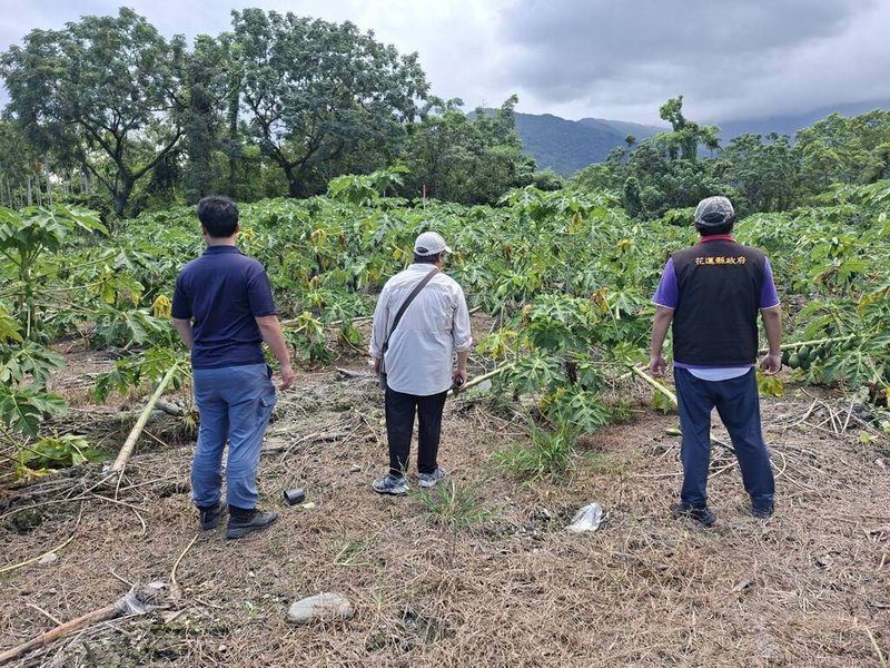 花蓮光復鄉木瓜在颱風侵襲後出現主幹折斷、傾倒等災情，經縣府向農業部爭取，28日公告光復鄉木瓜現金救助每公頃新台幣10萬元。圖為農政單位人員現場勘災。（花蓮縣政府提供）中央社記者李先鳳傳真  114年8月28日