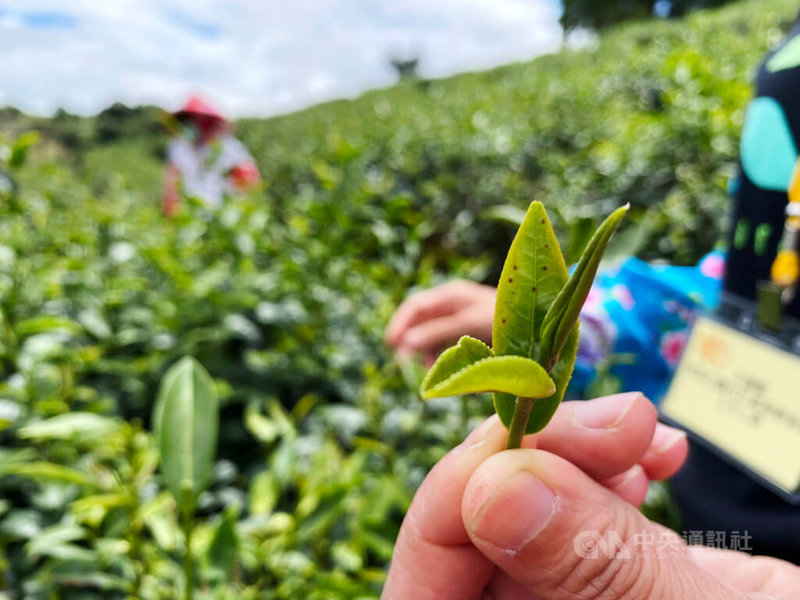 農業部茶及飲料作物改良場與台北市瑠公農業產銷基金會共同辦理「2025第6屆全國有機茶分類分級TAGs評鑑」,花蓮縣共有富里鄉、玉里鎮、瑞穗鄉6家茶園獲佳績。圖為玉里赤科山茶區手摘一心二葉。中央社記者李先鳳攝 114年8月28日