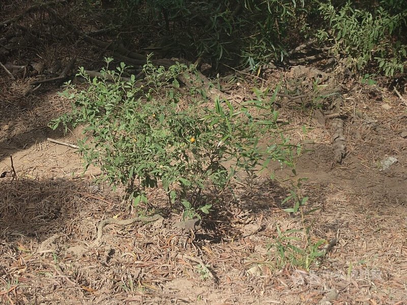 馬祖北竿大坵島上外來種植物玉珊瑚(圖)因帶微量毒性,島上梅花鹿並不食用,但玉珊瑚大量蔓延後已排擠島上原生地被植物生長,進而影響鹿隻食物來源。中央社記者潘欣彤攝 114年8月30日