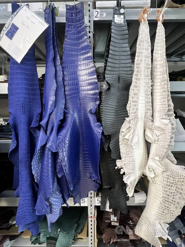 工廠內一個重要房間是專門存放鱷魚皮倉庫,裡面有大小不一的各色鱷魚皮,通常愈大、愈完整無破損的鱷魚皮,要價愈高。中央社記者黃雅詩佛羅倫斯攝 114年8月30日