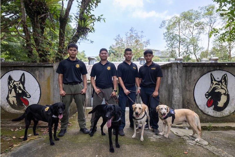 憲兵軍犬的培訓大多從財政部關務署緝毒犬培訓中心開始。自2018年起,國軍與該中心合作,以拉布拉多犬作為培育的犬種。(文總提供)中央社記者王寶兒傳真 114年9月2日