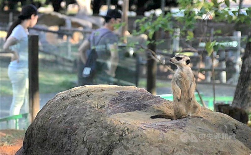 農業部動物保護司研議將狐獴列為有條件開放飼養的特殊寵物「灰名單」,動保團體呼籲,農業部應將狐獴列為禁養,避免未來重蹈綠鬣蜥在台灣的生態浩劫。(中央社檔案照片)